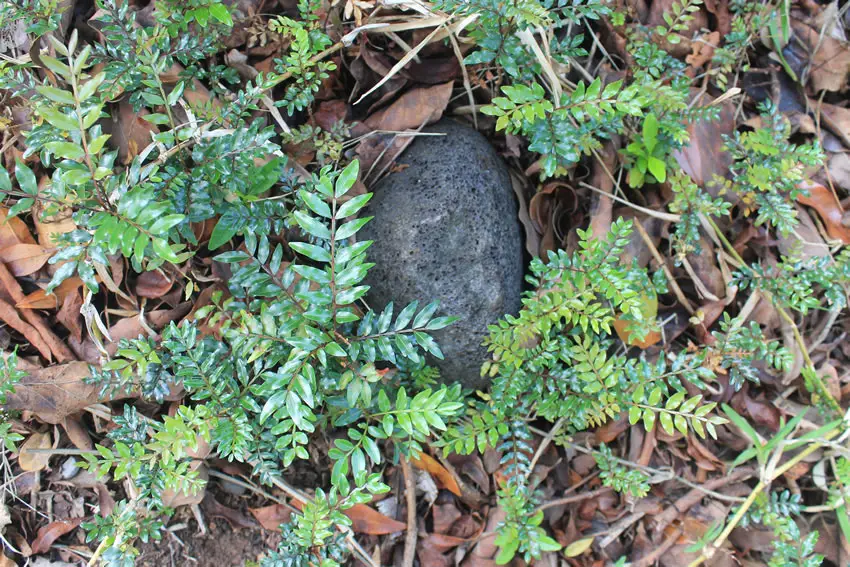 Bois de Gaulette, arbre endémique de La Réunion